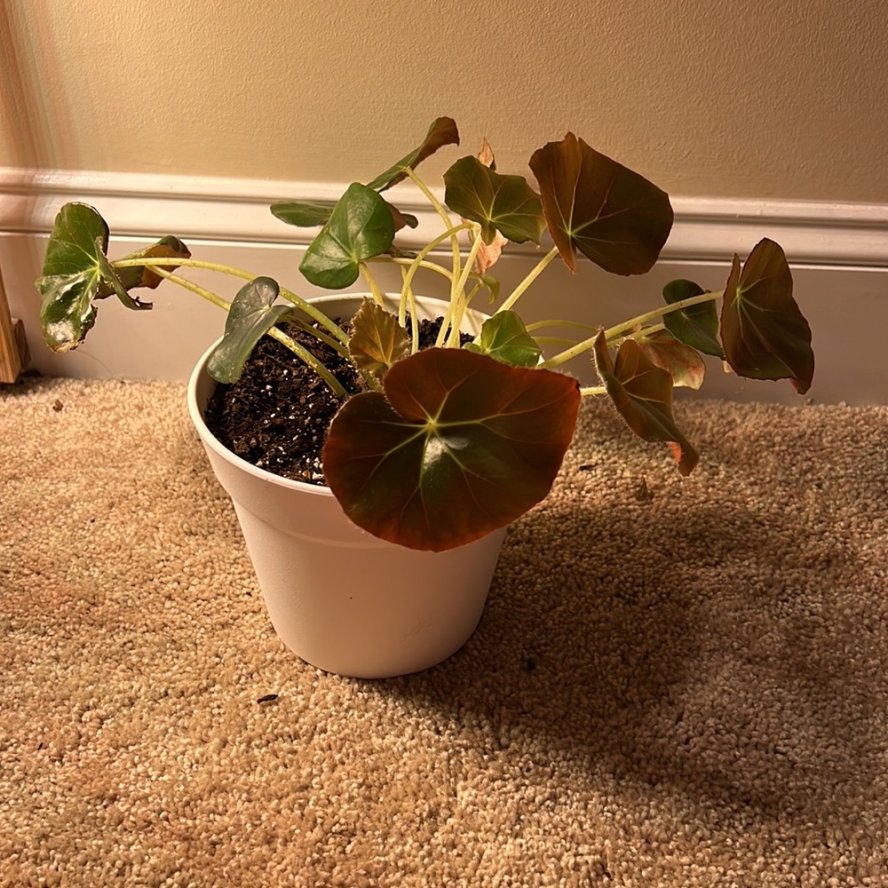 Beefsteak Begonia